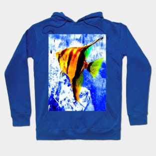 Angelfish Hoodie